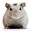 Collection uploader avatar