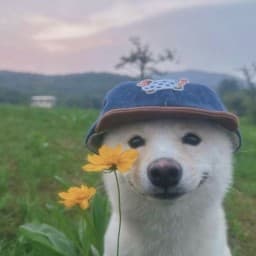 User profile picture
