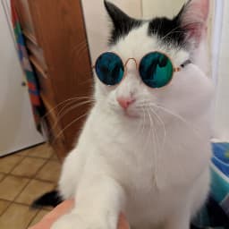 User profile picture