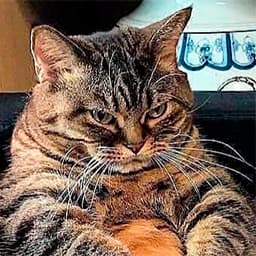 User profile picture