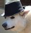 Collection uploader avatar