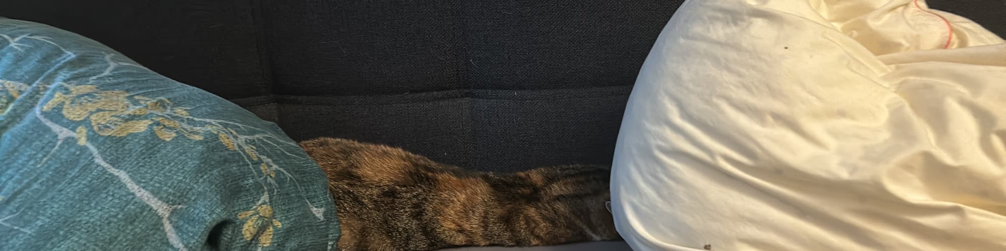 User profile banner