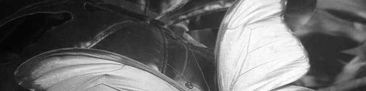 User profile banner