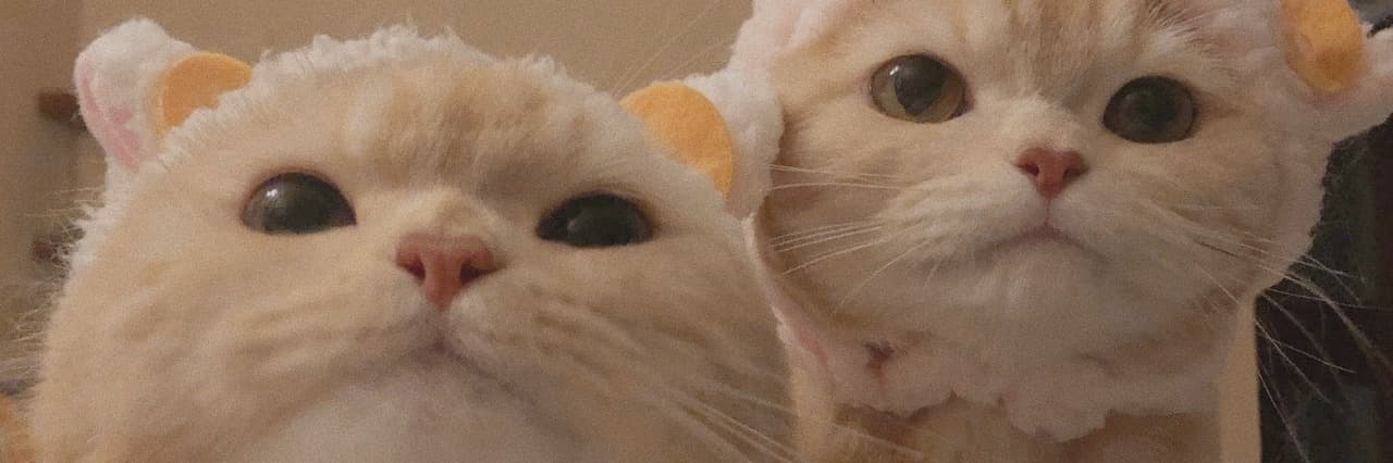 User profile banner