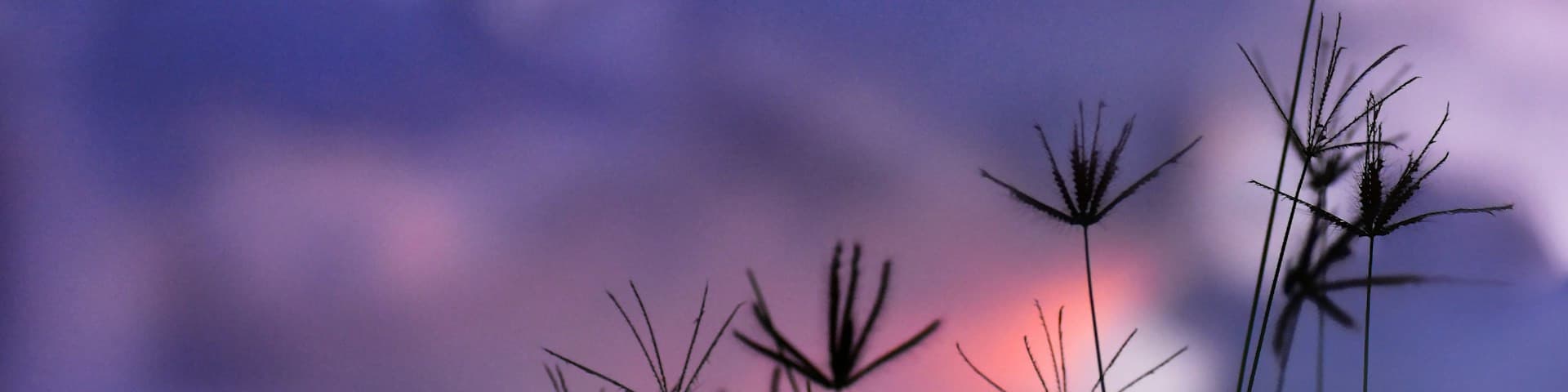 User profile banner
