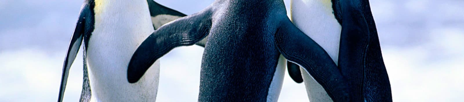 User profile banner