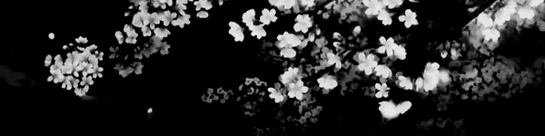 User profile banner