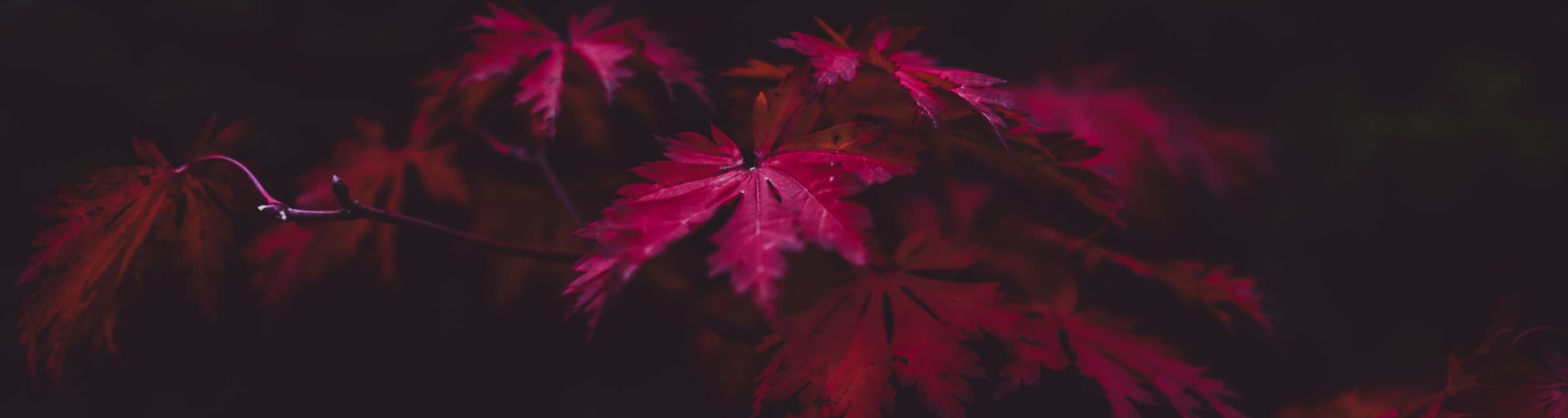 User profile banner