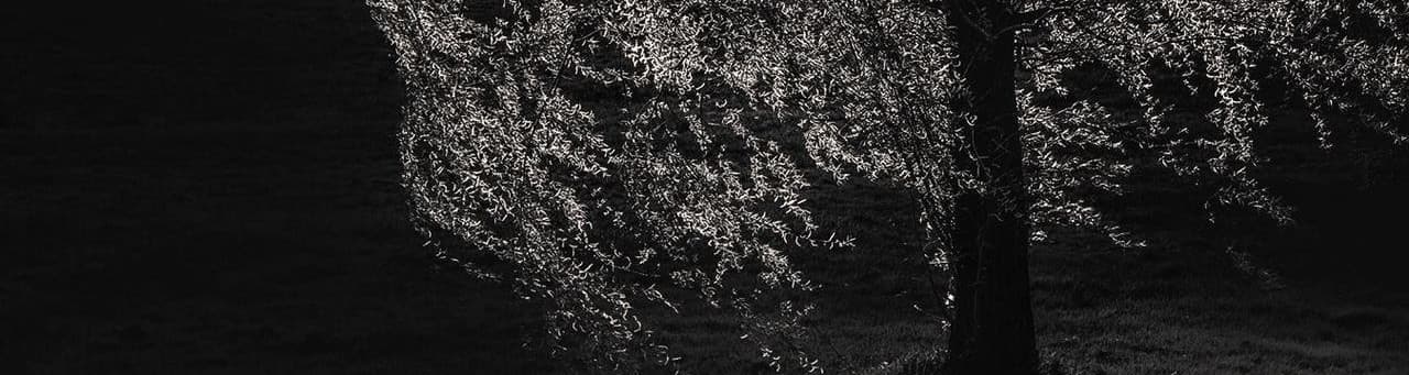 User profile banner