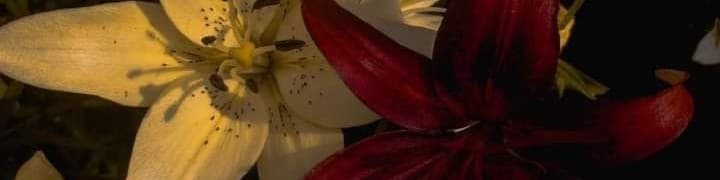 User profile banner