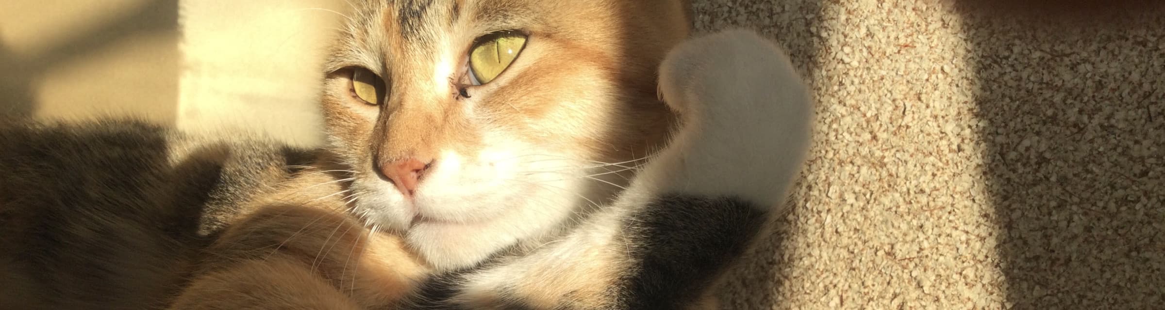 User profile banner