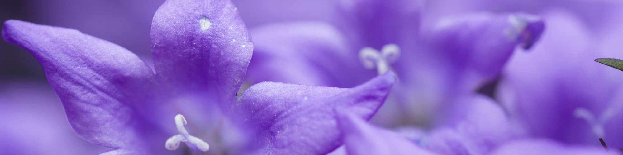 User profile banner