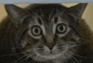 User profile banner