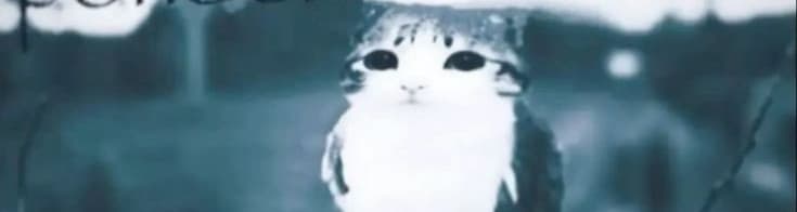 User profile banner