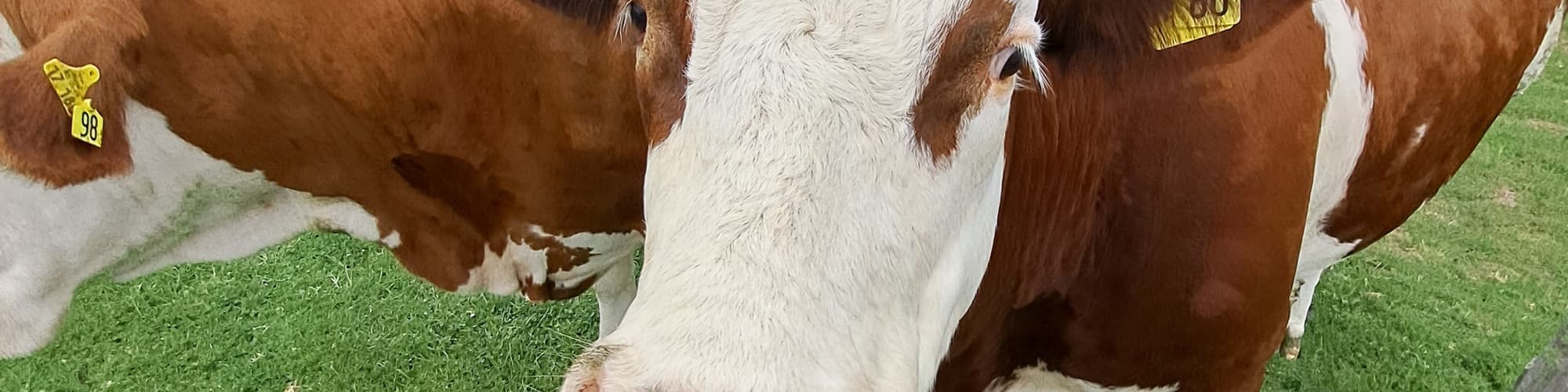 User profile banner
