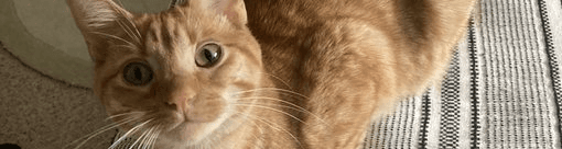 User profile banner