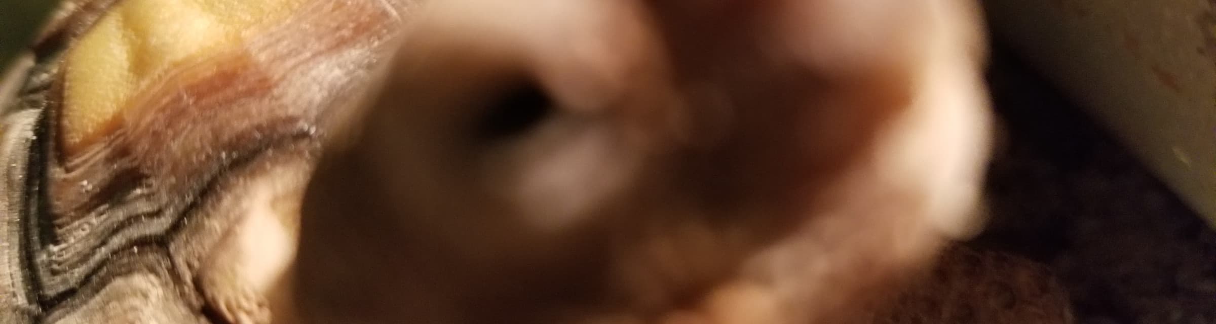 User profile banner