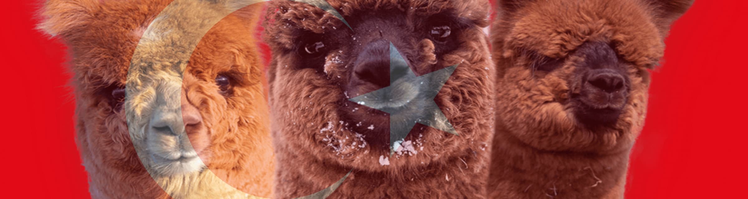User profile banner