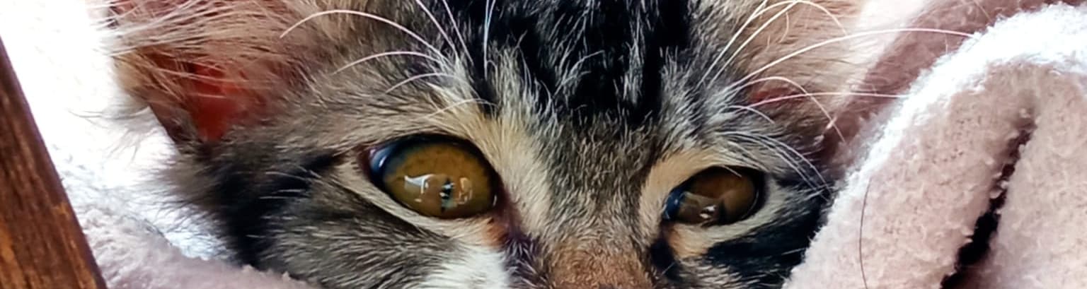 User profile banner