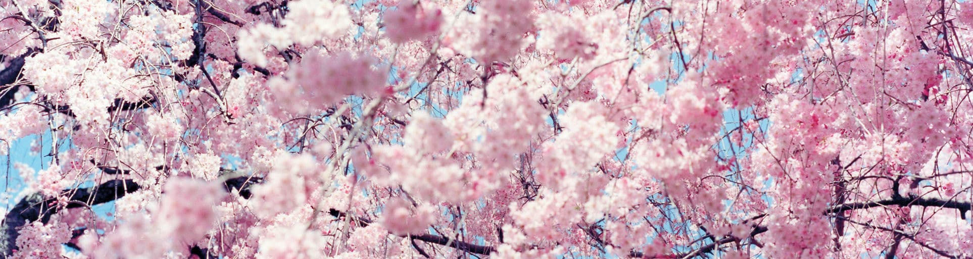 User profile banner