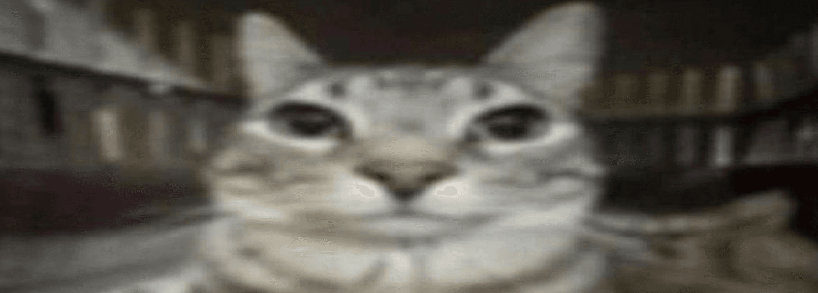 User profile banner