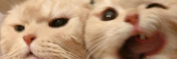 User profile banner
