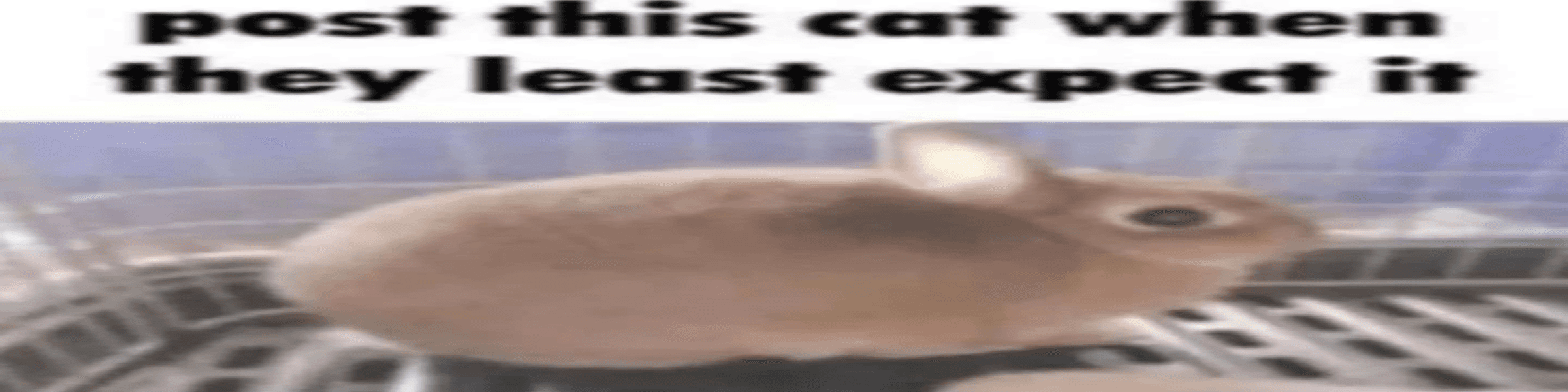 User profile banner