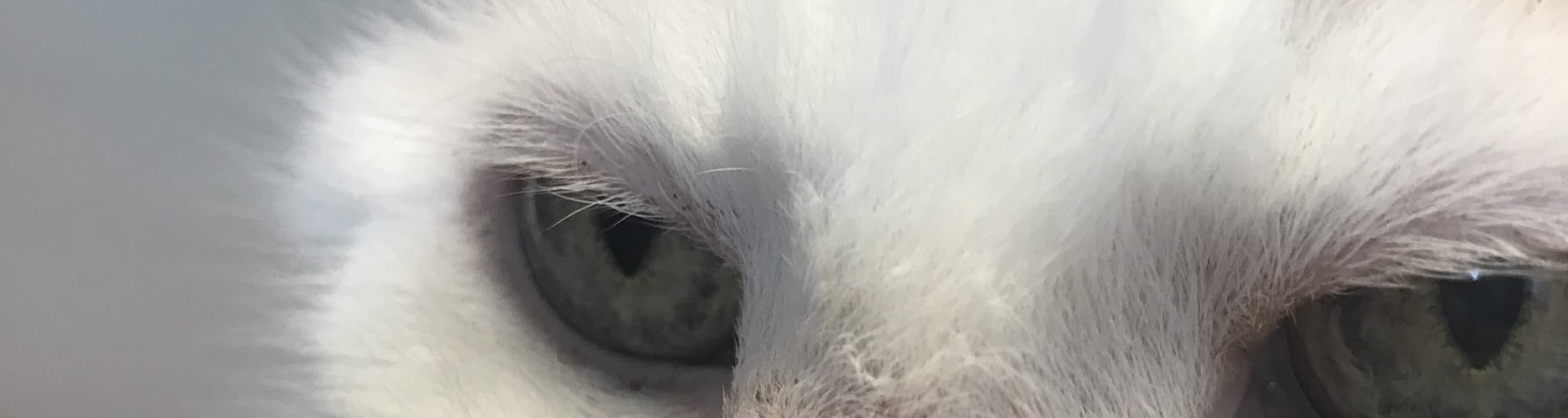 User profile banner