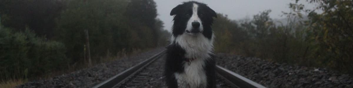 User profile banner
