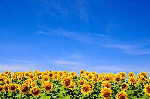 User profile banner