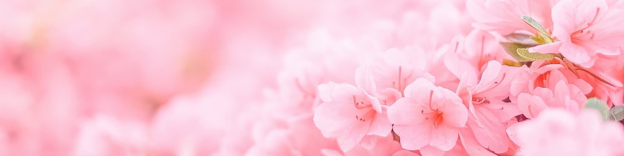 User profile banner
