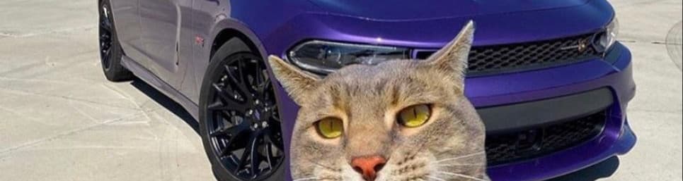 User profile banner