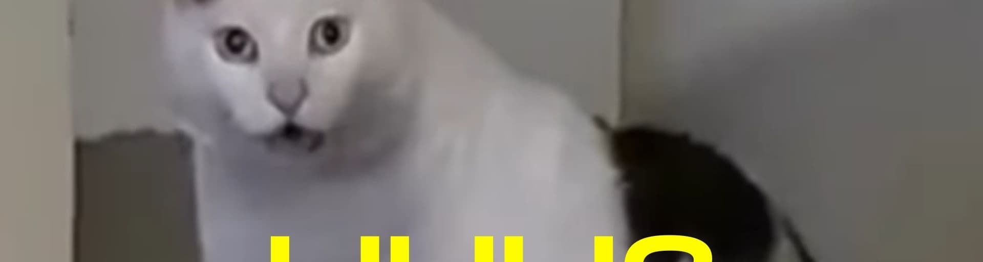 User profile banner