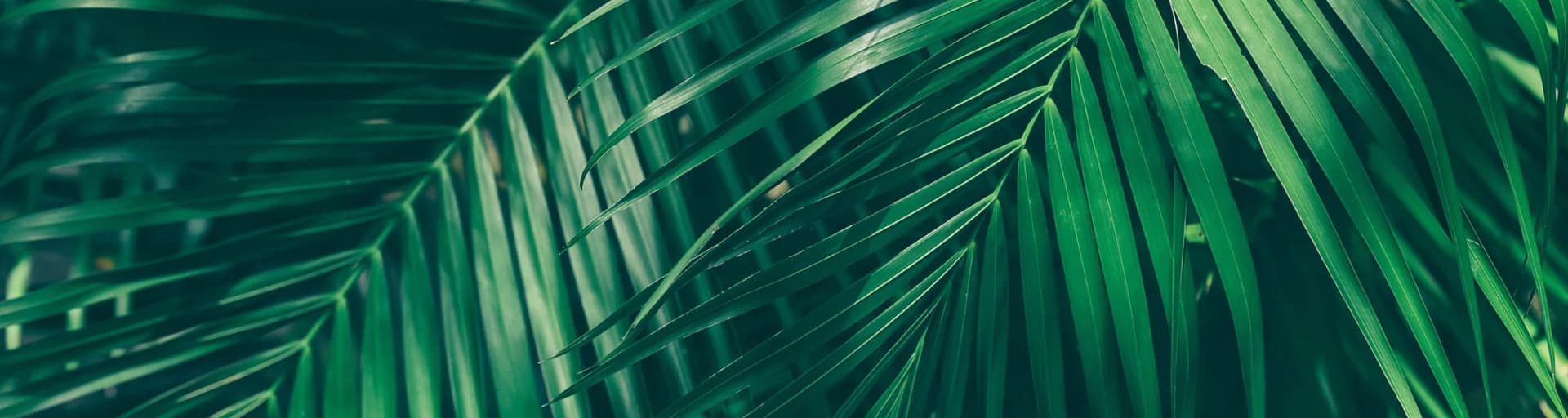 User profile banner