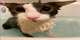 User profile banner