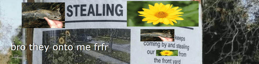 User profile banner