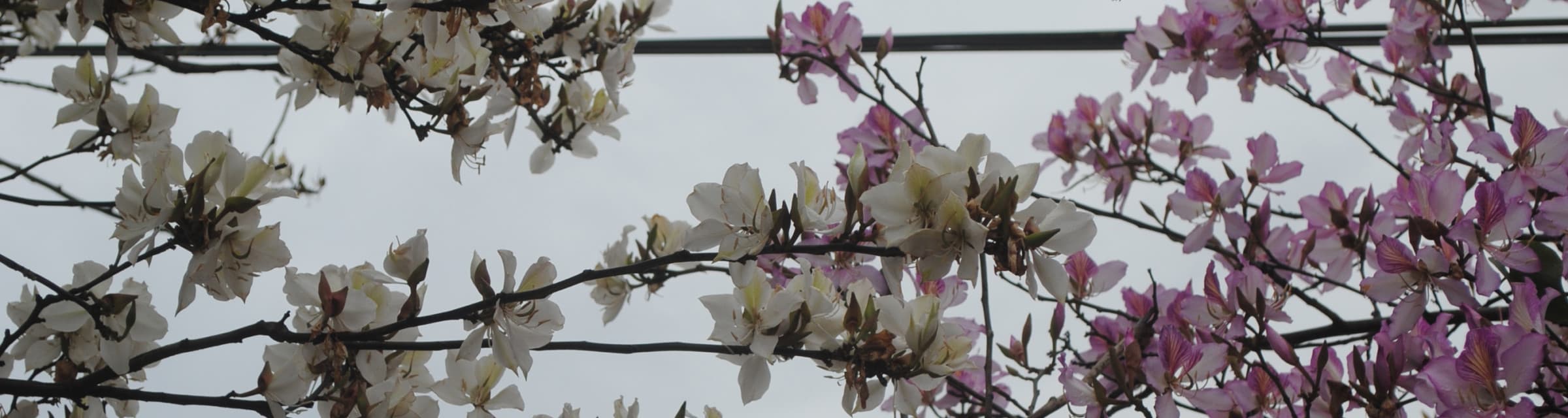User profile banner