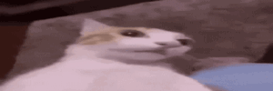 User profile banner