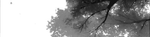 User profile banner