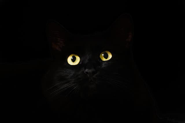 User profile banner