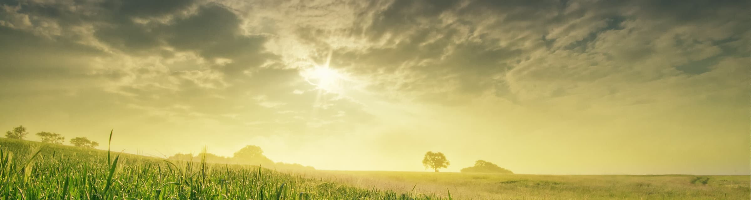 User profile banner
