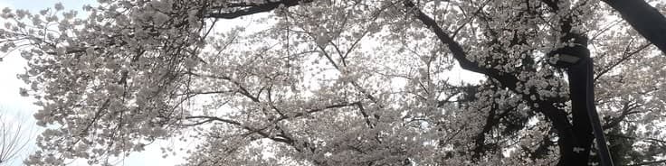 User profile banner