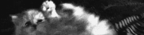 User profile banner