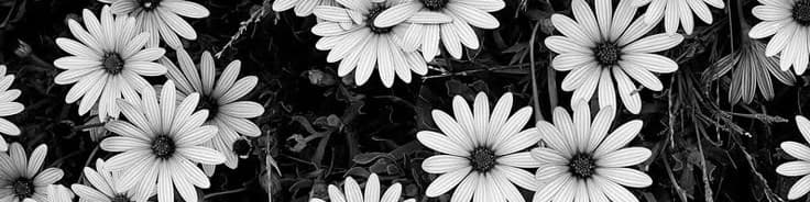 User profile banner