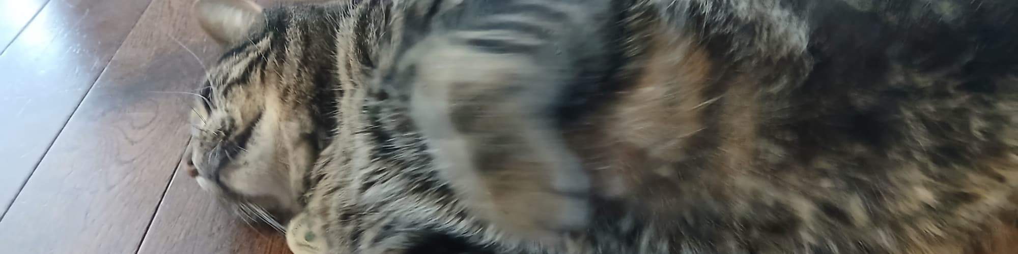 User profile banner