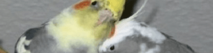 User profile banner