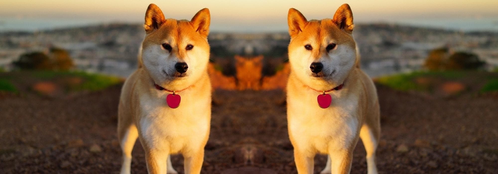 User profile banner