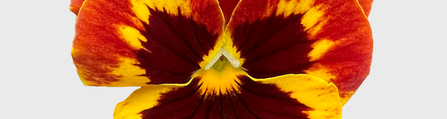 User profile banner