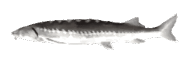 User profile banner