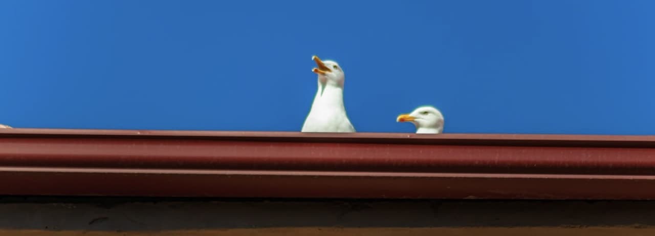User profile banner